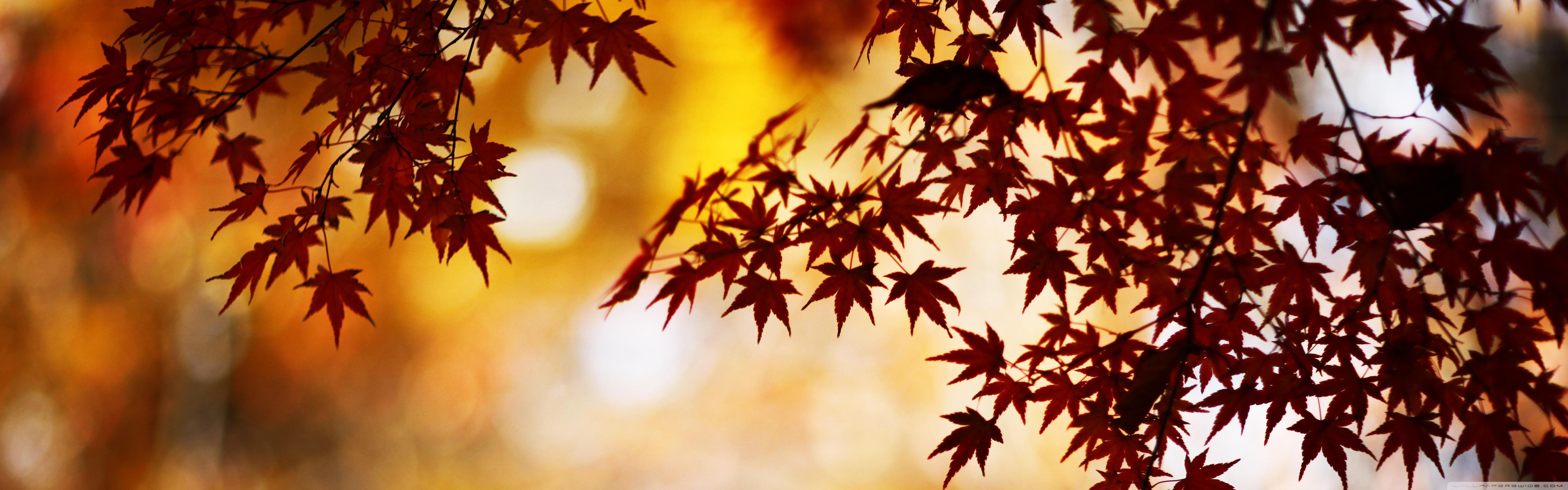 5120x1600 Red Foliage, Bokeh Ultra HD Desktop Background Wallpaper for 4K UHD TV : Multi Display, Dual Monitor : Tablet