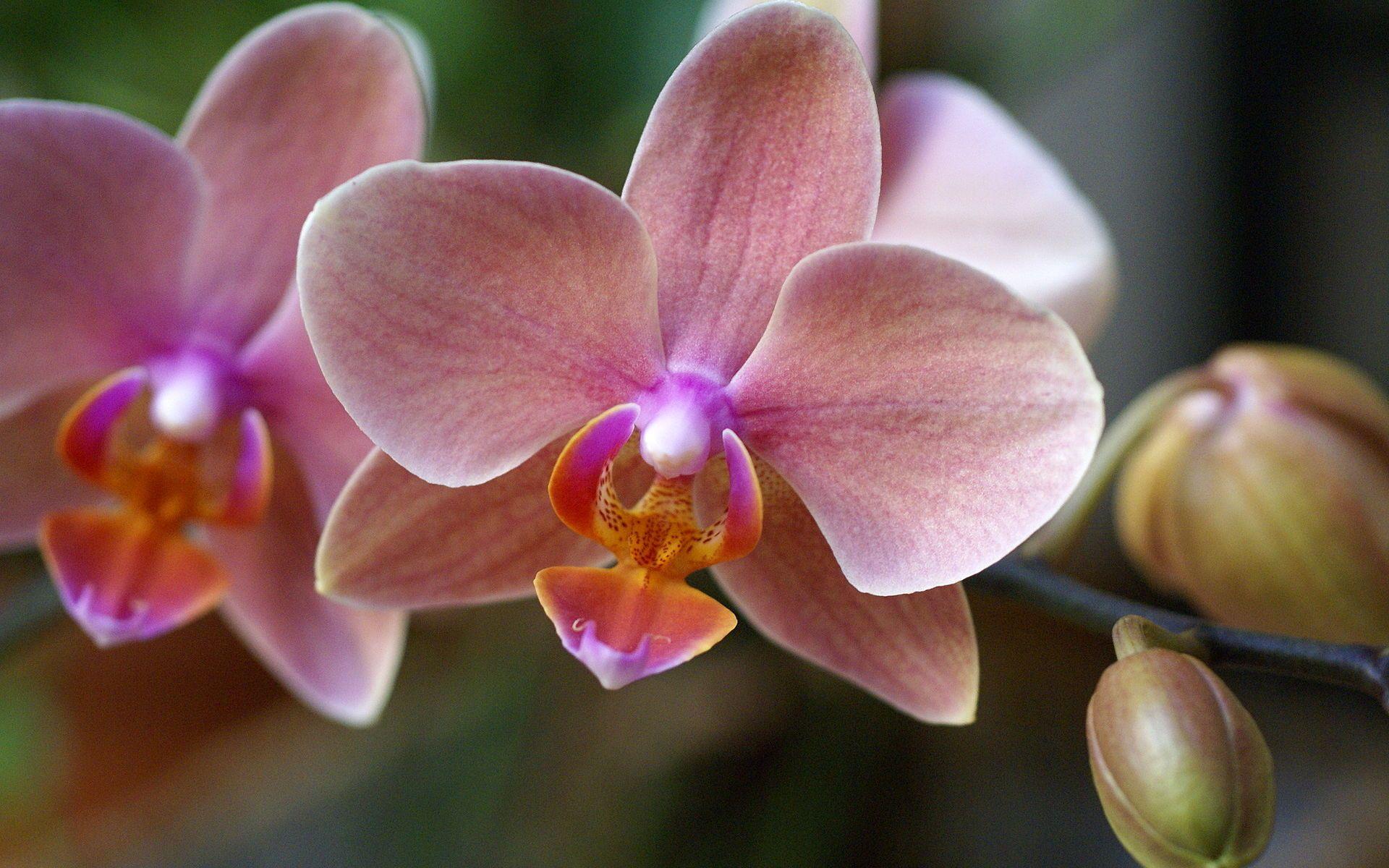 1920x1200 Phalaenopsis Hybrid Orchid