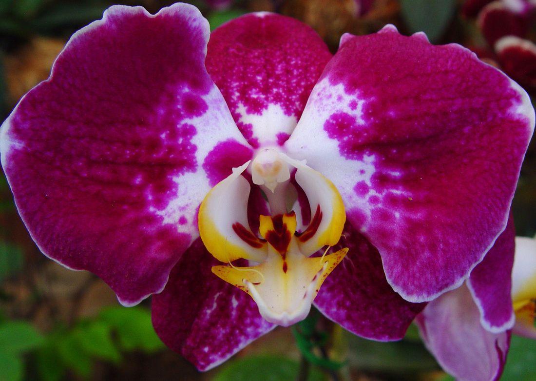 1100x781 Flower Wallpaper, Computer Desktop Background
