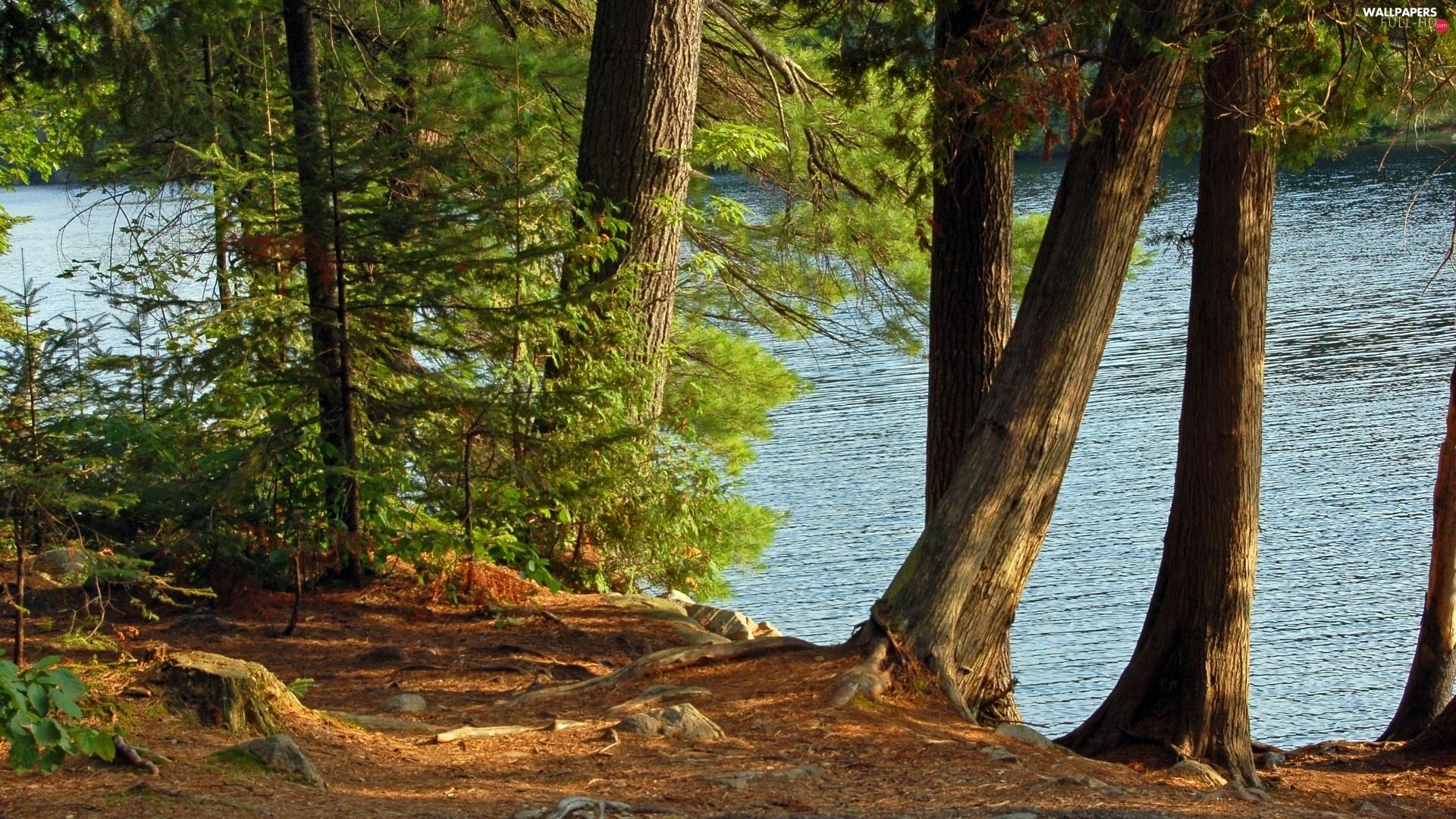 1920x1080 forest, summer, lake HD Wallpaper: 1920x1080
