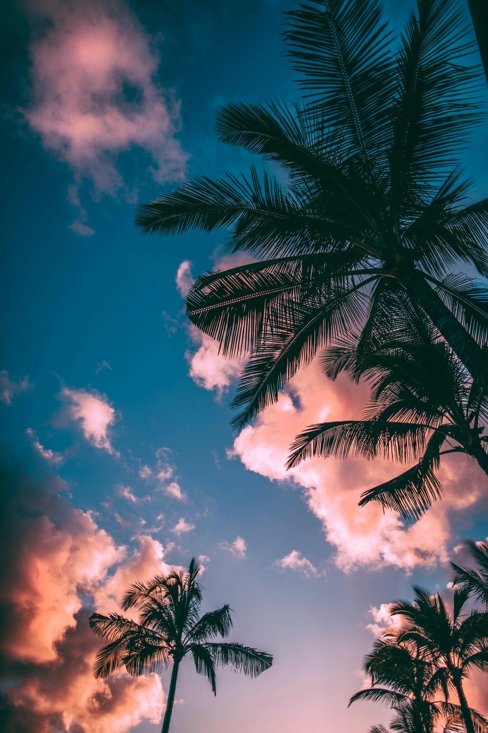 1000x1500 Summer Wallpaper: Free HD Download [HQ]