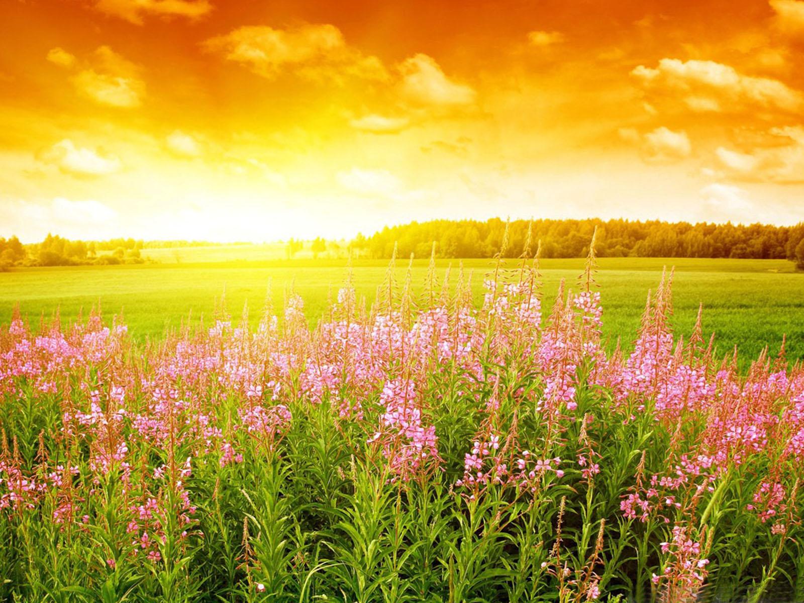 1600x1200 Free download Wallpaper Fair Summer Season Best Quality Screen [1600x1200] for your Desktop, Mobile & Tablet. Explore Summer Season Wallpaper. Summer Season Wallpaper, Wallpaper for Summer Season, Spring Season Wallpaper
