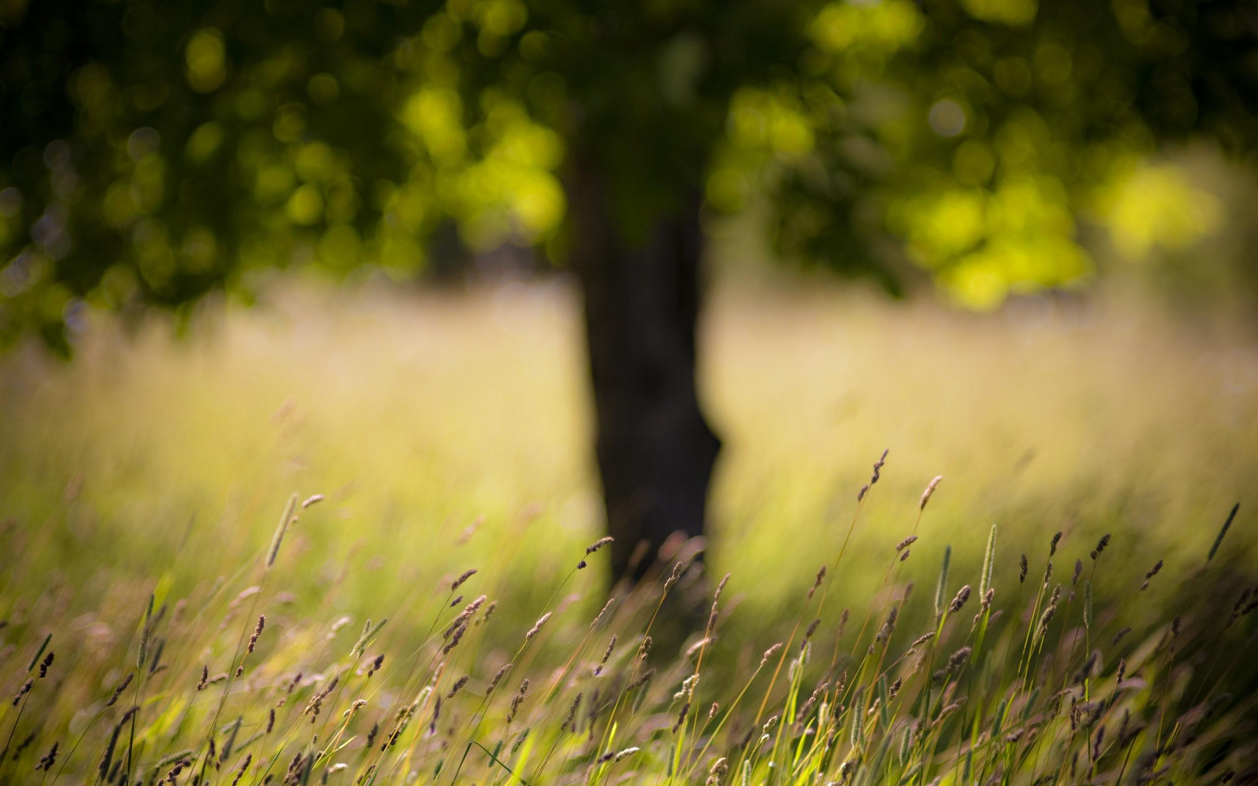 2560x1600 landscapes, Nature, Grass, Summer, season Wallpaper HD / Desktop and Mobile Background