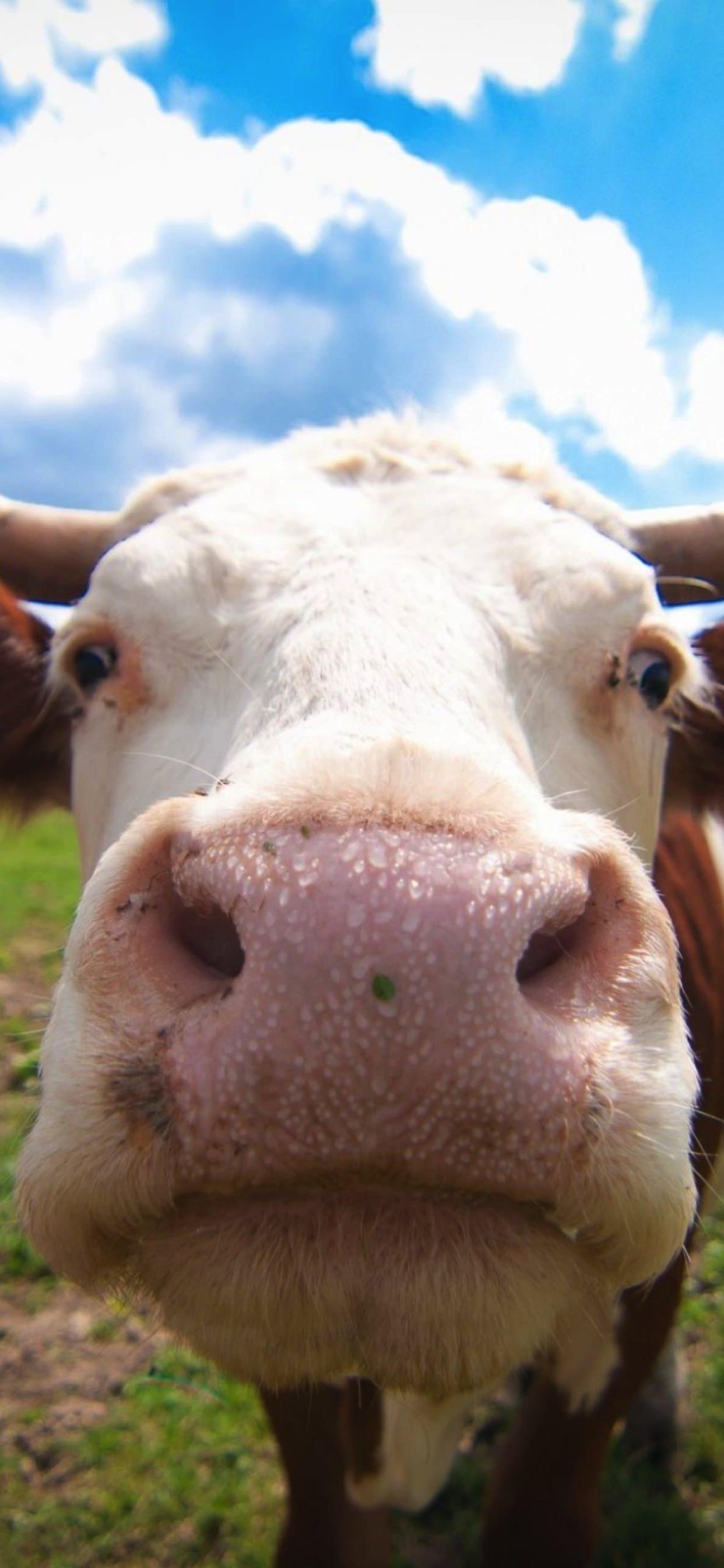 cute cow wallpapers for iphone｜TikTok Search