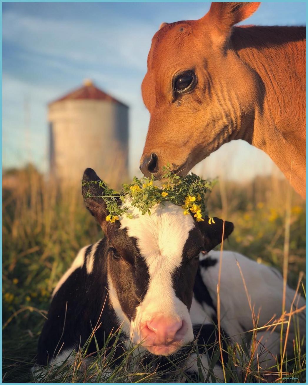 cute cow wallpapers for iphone｜TikTok Search