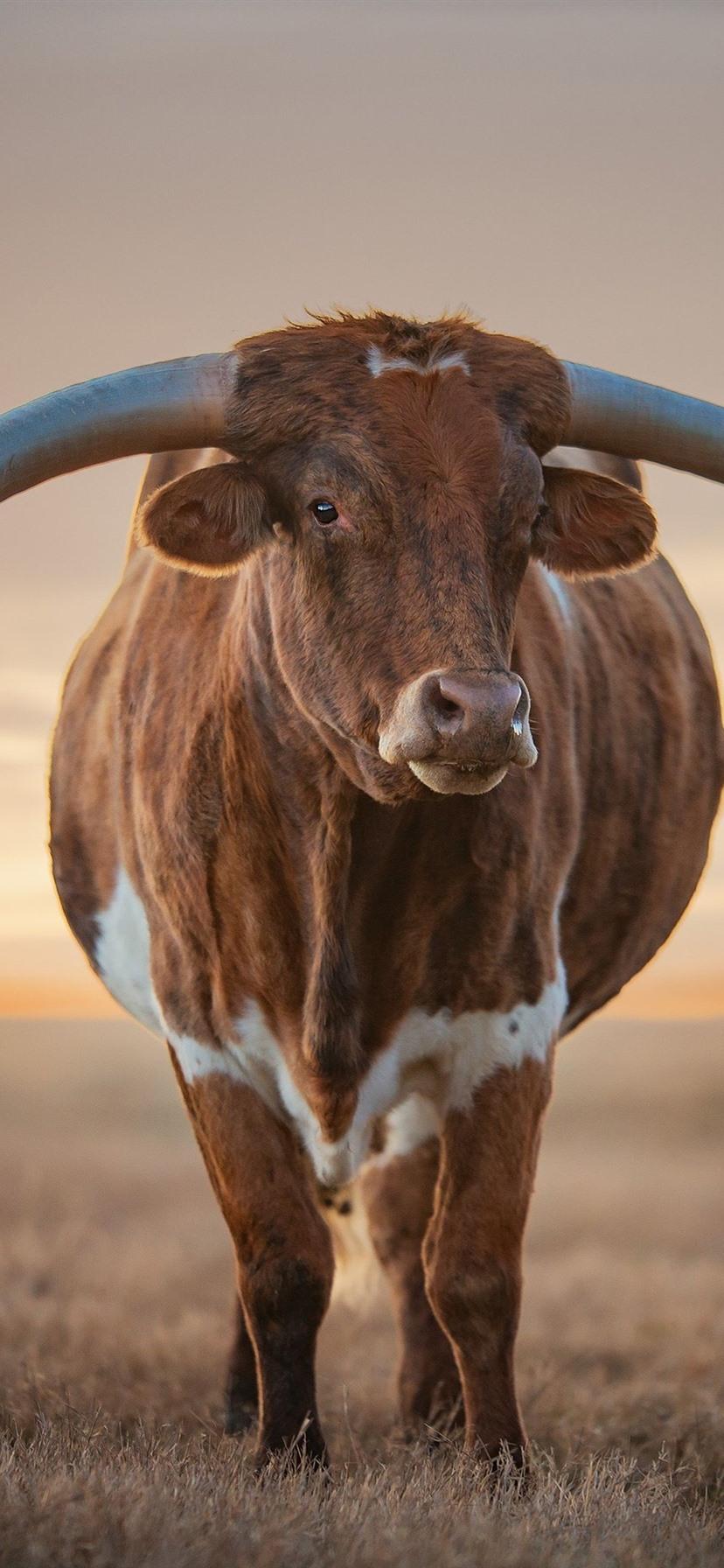 Cow iphone HD wallpapers