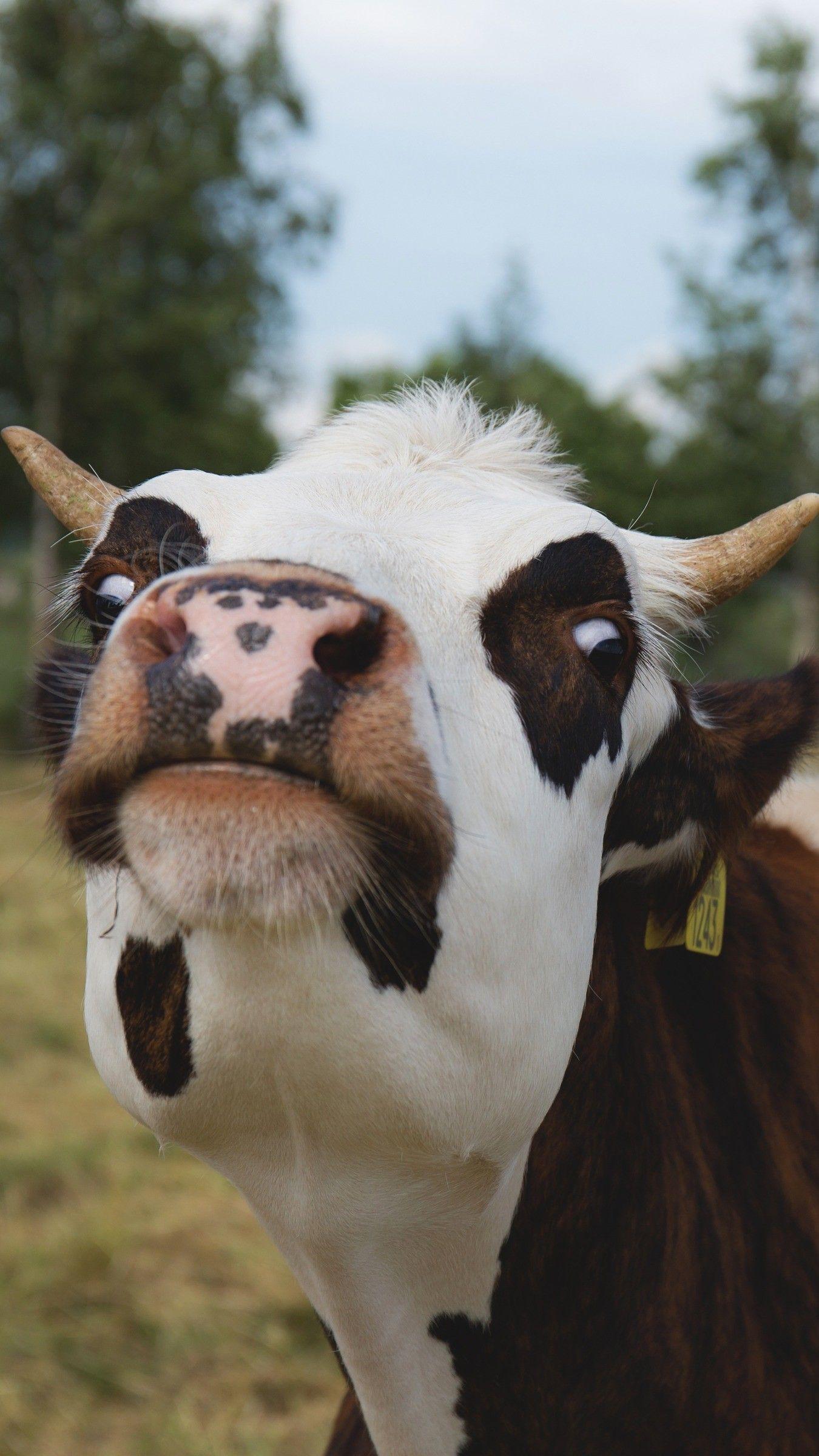 1350x2400 Cow Wallpaper, HD Cow Background