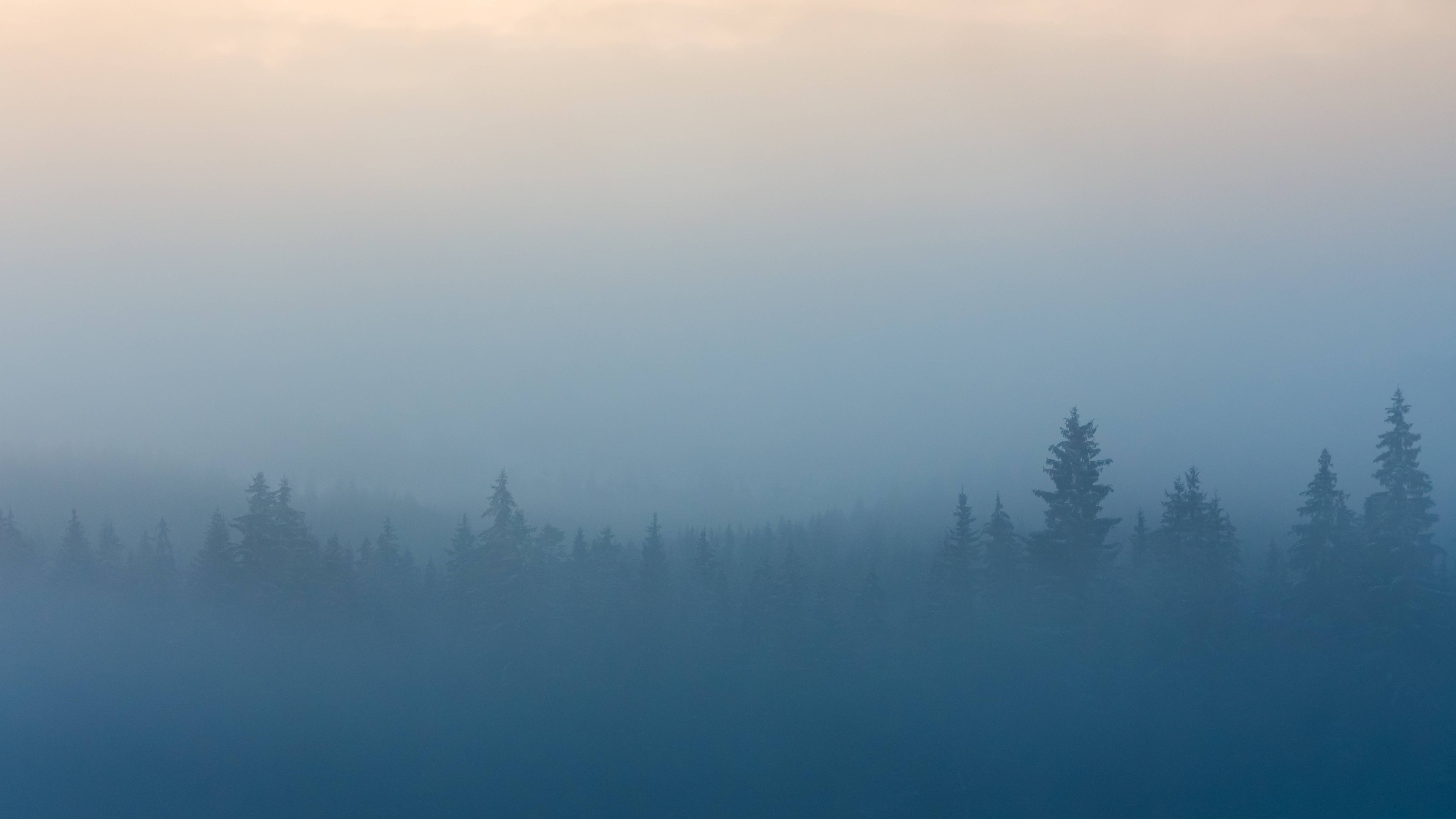 5540x3116 Misty Foggy Forest Wallpaper, HD Nature 4K Wallpaper, Image and Background
