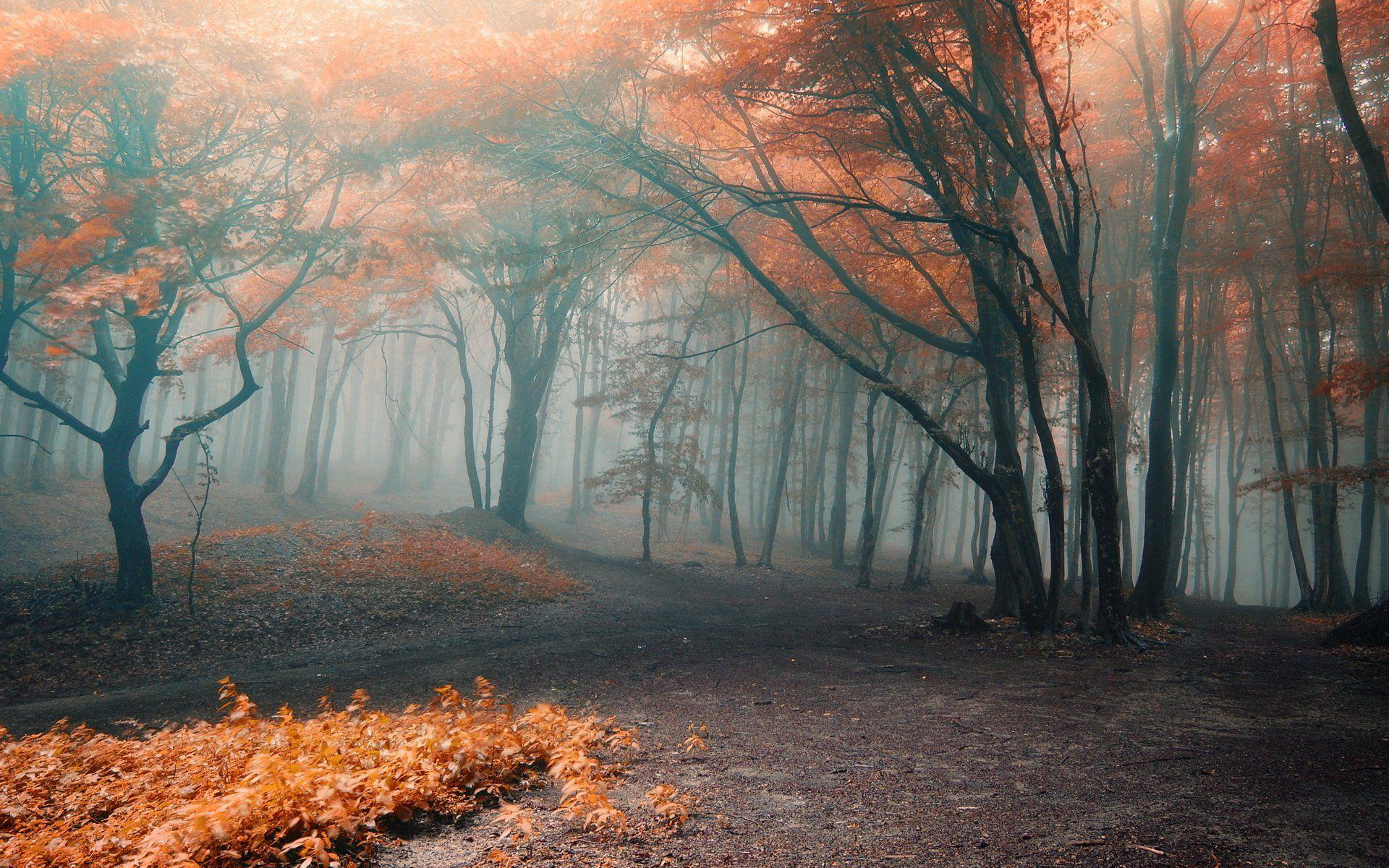 1920x1200 Fall Fog Wallpaper