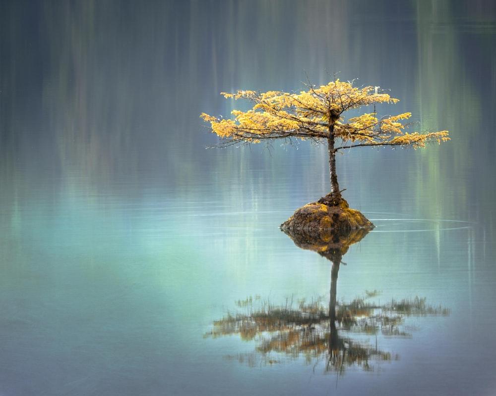 1000x800 Zen Picture. Download Free Image