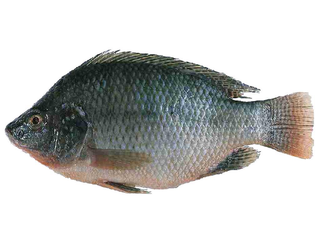 1024x768 Nile Tilapia Wallpaper