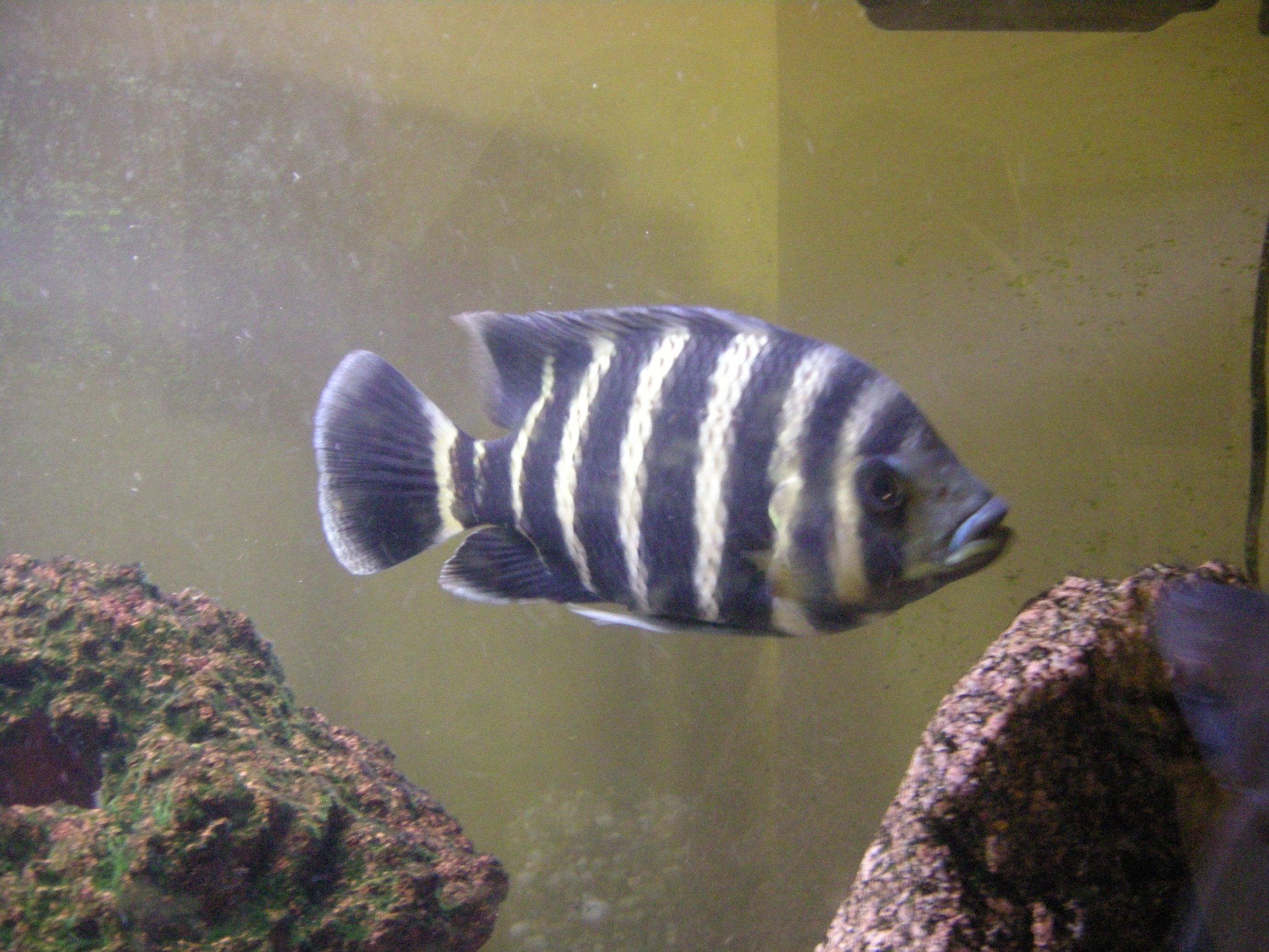 2765x2074 Zebra tilapia fish photo and wallpaper. Cute Zebra tilapia fish picture