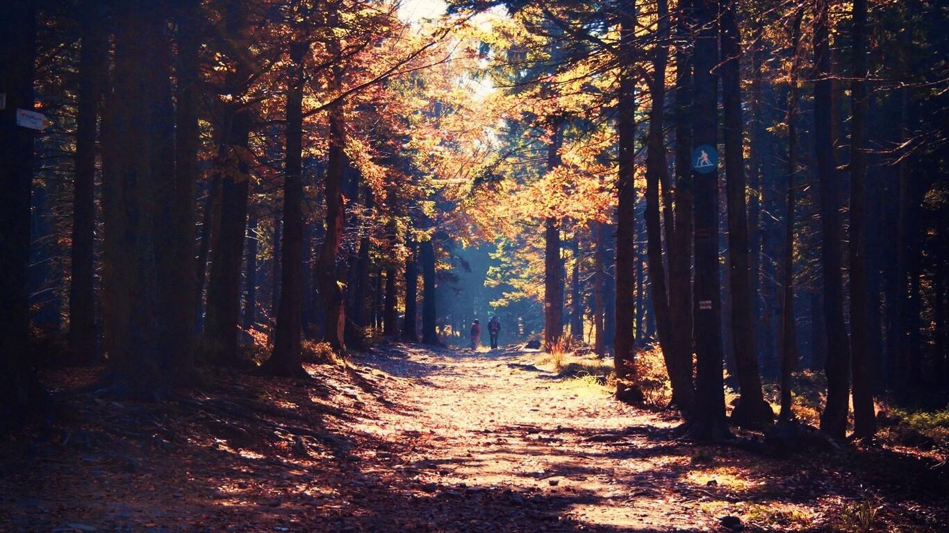 1366x768 Forest Nature 1366x768 Resolution HD 4k Wallpaper, Image, Background, Photo and Picture