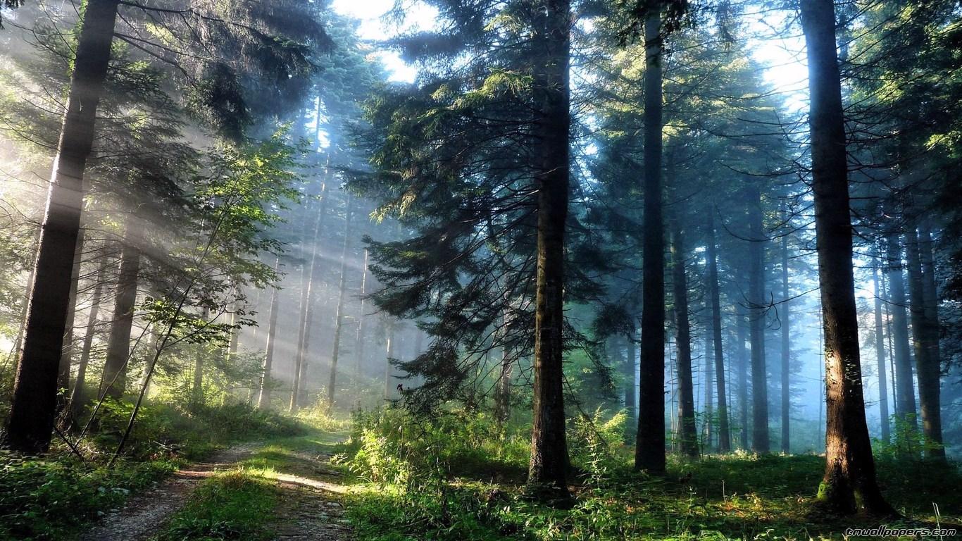 Majestic Forest Wallpapers - Top Free Majestic Forest Backgrounds -  WallpaperAccess