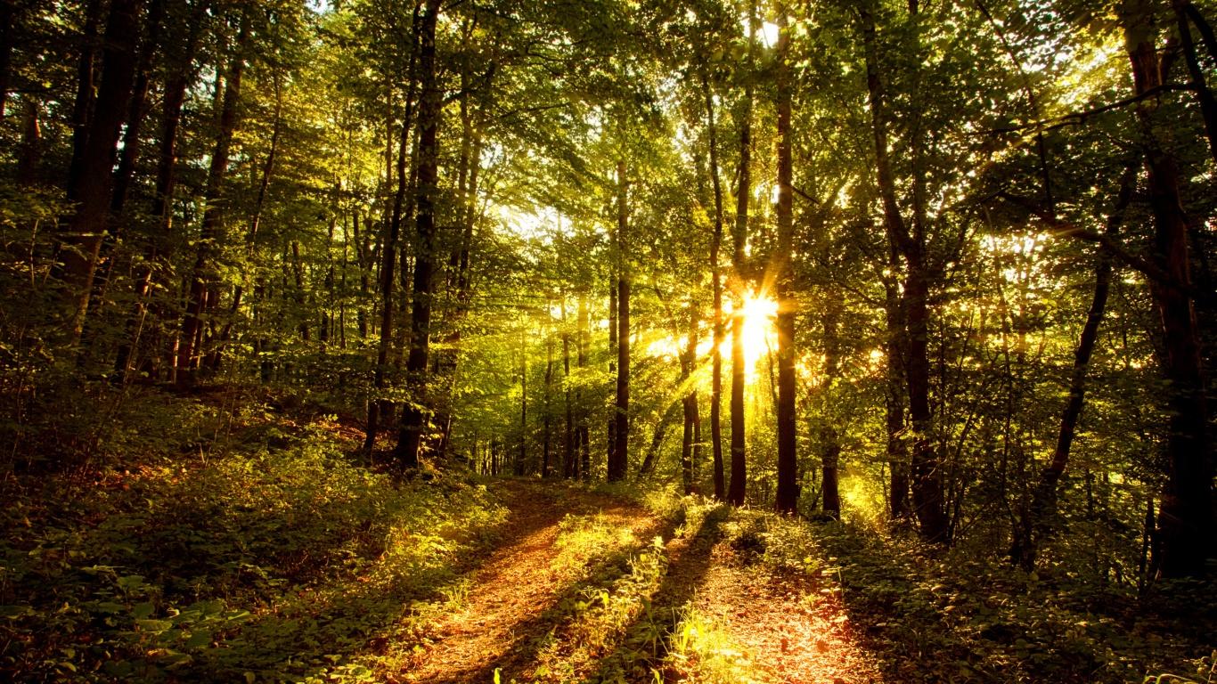1366x768 Forest desktop PC and Mac wallpaper