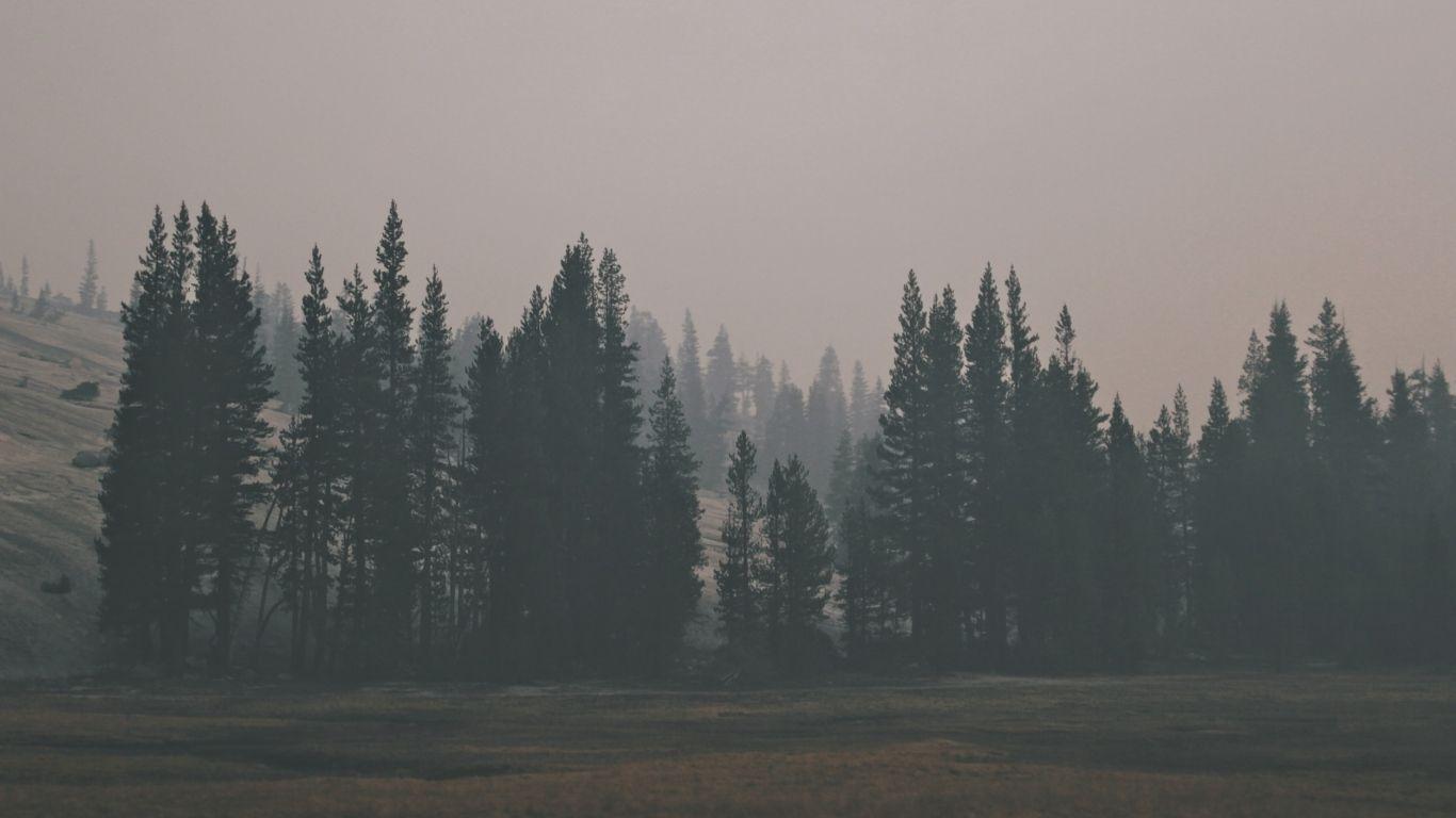 1366x768 Wallpaper forest, hill, fog. Dark landscape, Landscape wallpaper, Wallpaper 1366x768