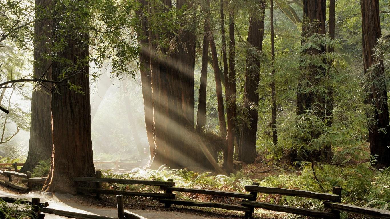 1366x768 Forest Wallpaperx768