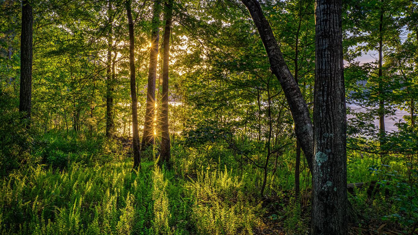 1366x768 Desktop Wallpaper Rays of light Florida USA Nature forest 1366x768