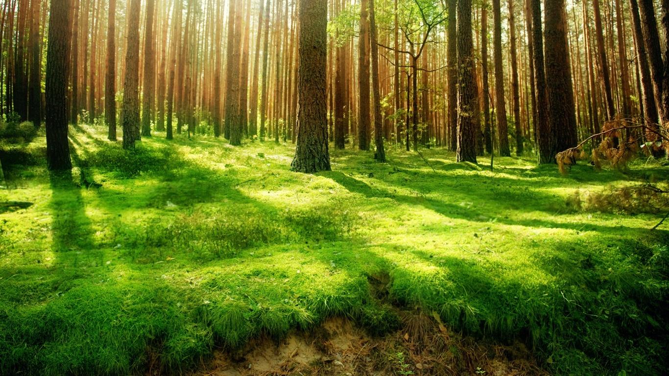1366x768 Free download 1366x768 Forest desktop PC and Mac wallpaper [1366x768] for your Desktop, Mobile & Tablet. Explore Desktop Wallpaper 1366x768. Snowboarding Wallpaper Deskx Wallpaper 1366 x 768 Image, 1366 x 768 HD Wallpaper