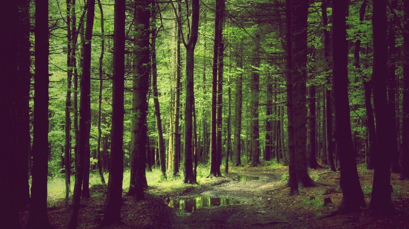 1366x768 Spring Forest desktop PC and Mac wallpaper