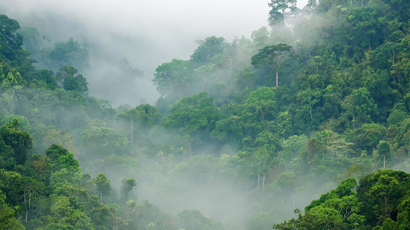 1366x768 image Jungle Fog Nature forest Tropics 1366x768