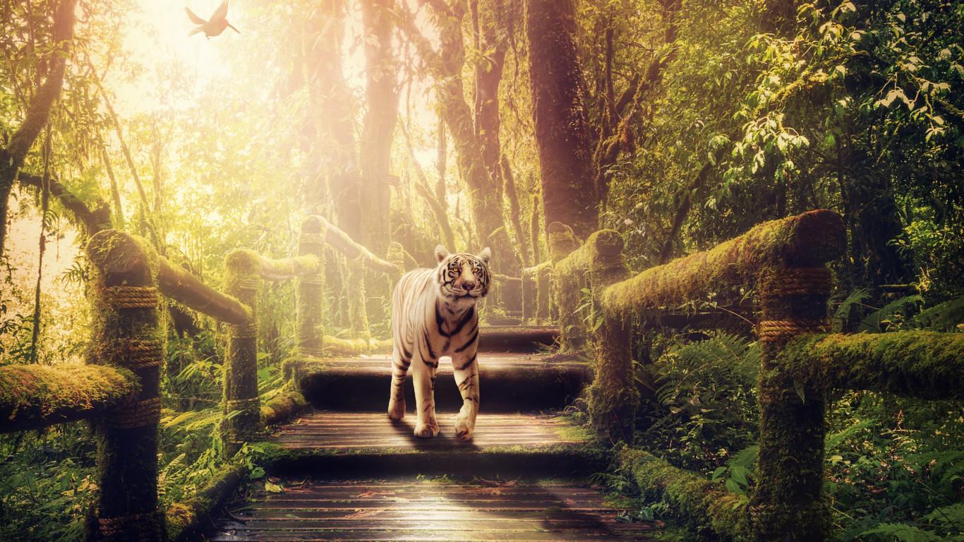 1366x768 Download wallpaper: The tiger of jungle 1366x768