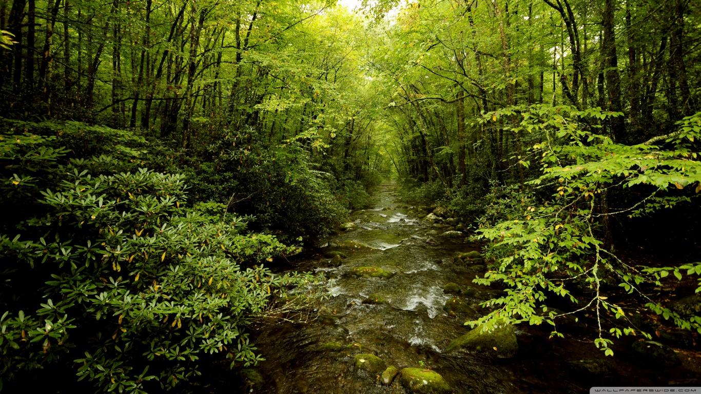 1366x768 Download Forest Wallpaper 1366x768