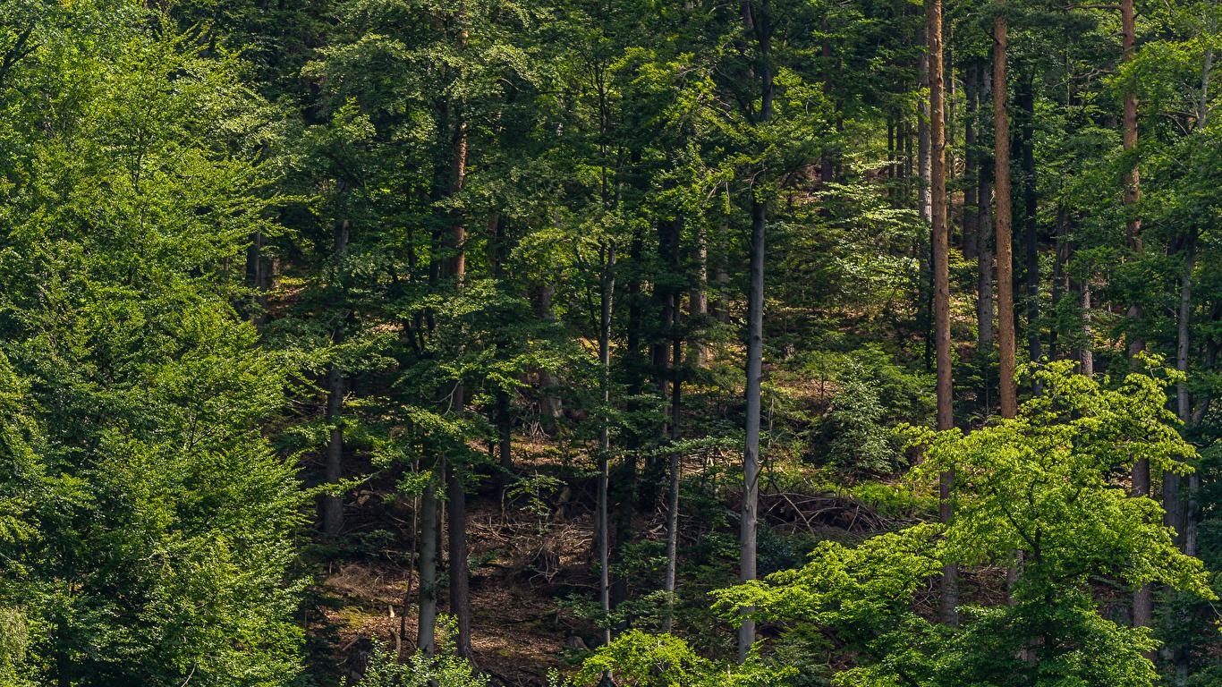 1366x768 Desktop Wallpaper Schwarzwald Nature Forests Trees 1366x768