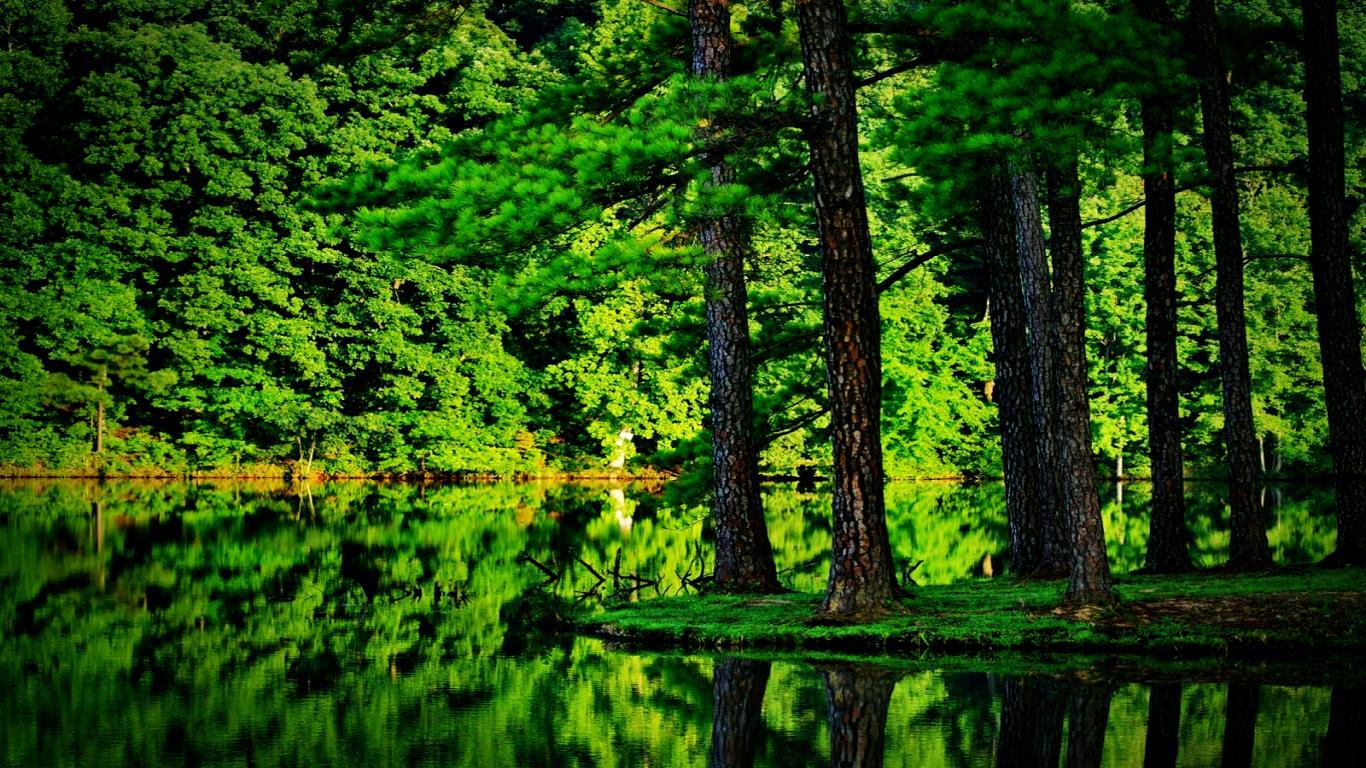 1366x768 Free download Green Forest Image 1869 HDWPro [1366x768] for your Desktop, Mobile & Tablet. Explore Forest Green Background. Free Forest Wallpaper