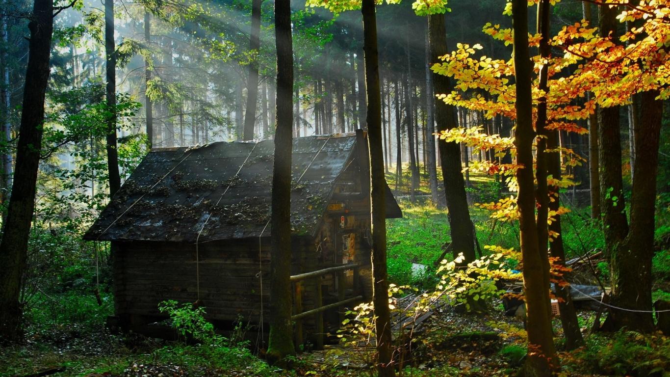 1366x768 Forest House desktop PC and Mac wallpaper