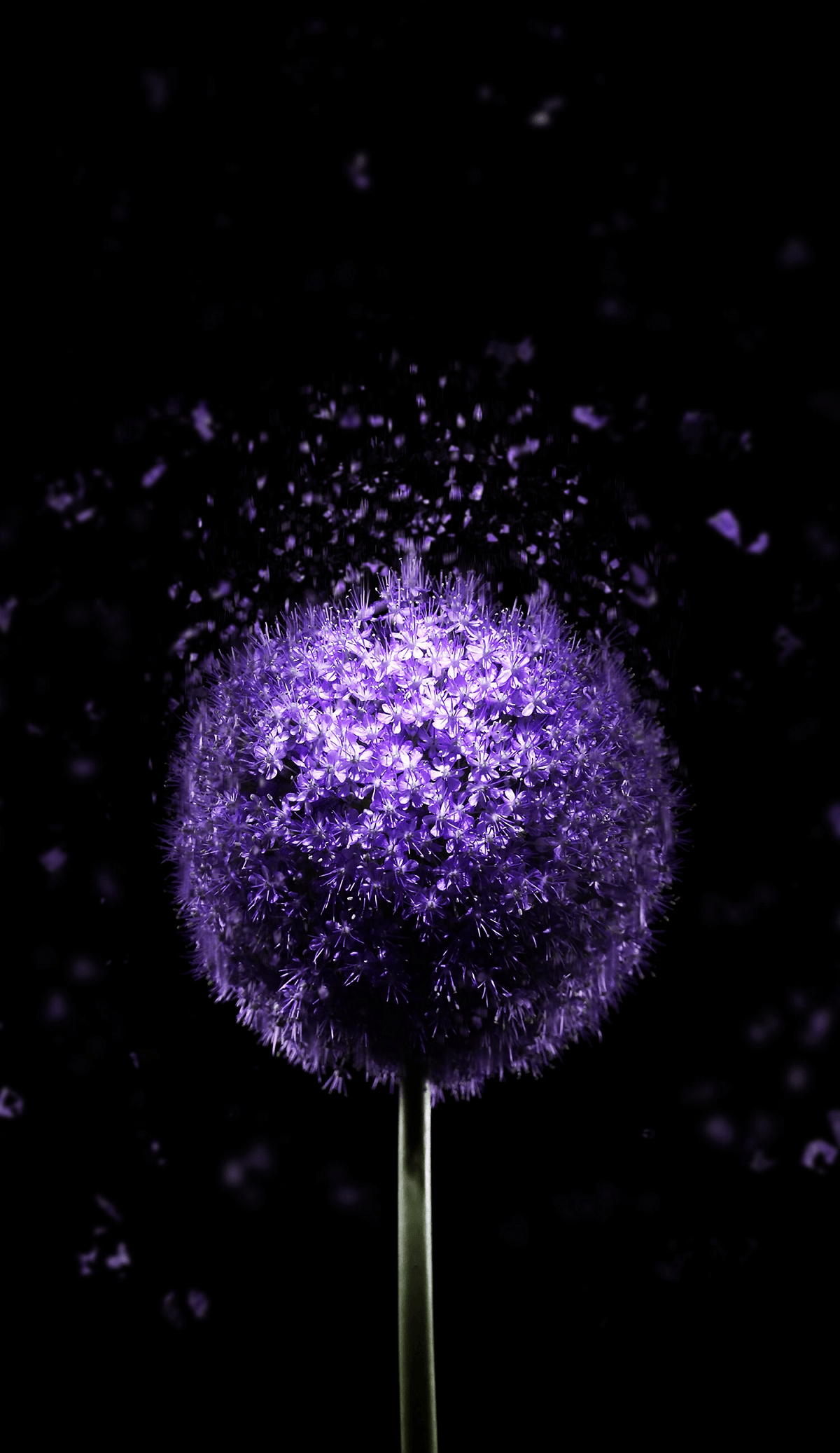 1200x2074 Violet Flower 4K Hình nền AMOLED - Hình nền Amoled