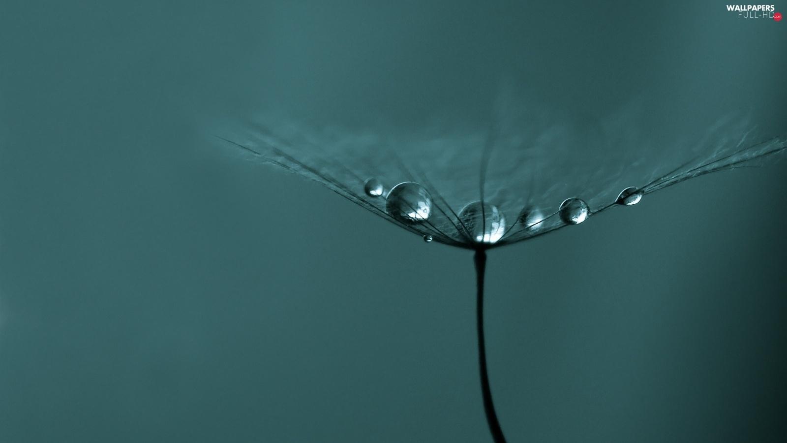 1600x900 drops, water, dandelion HD Wallpaper: 1600x900