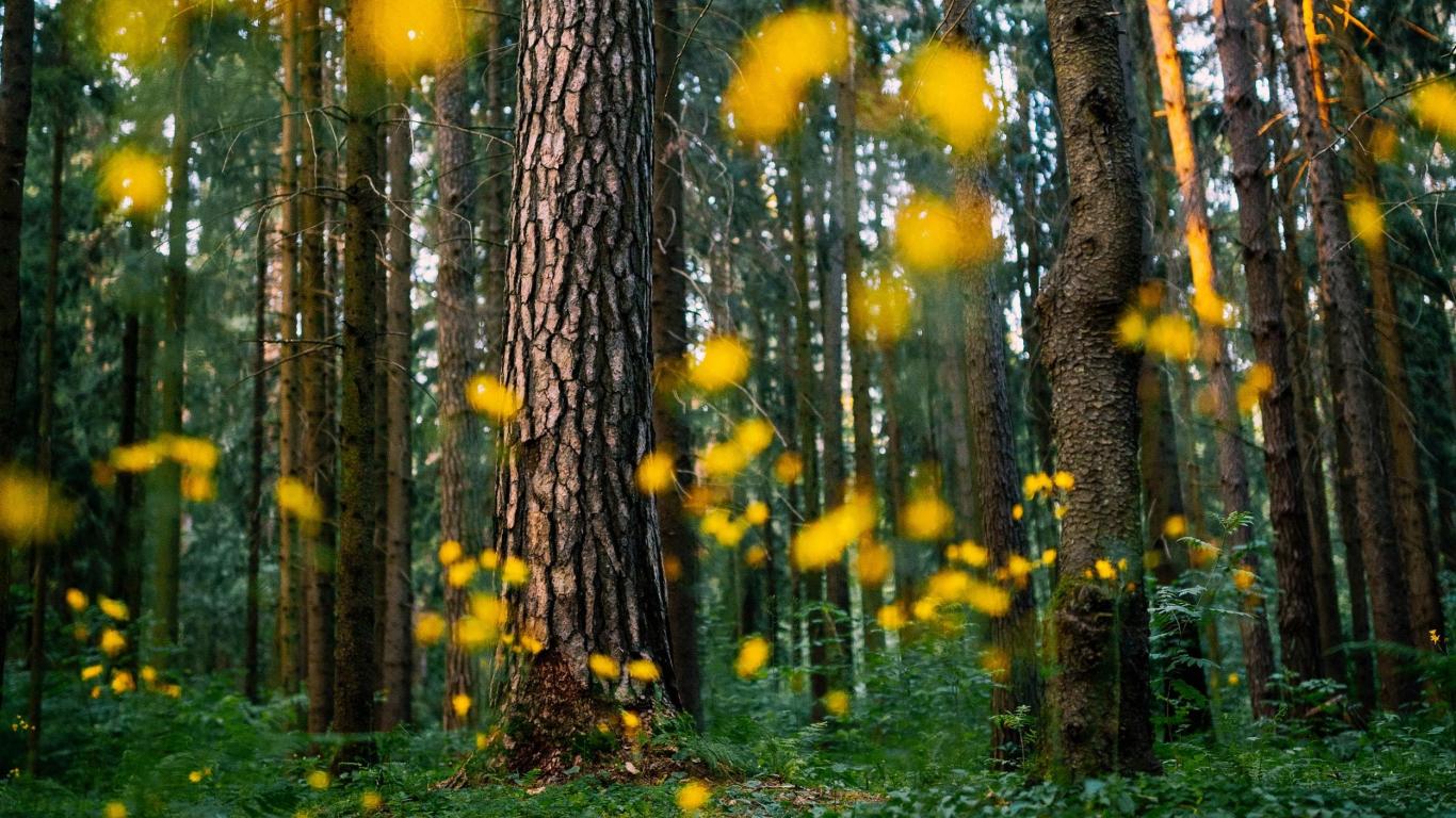 1366x768 Download 1366x768 wallpaper forest, green, big tree trunks, big trees, tablet, laptop, 1366x768 HD image, background, 23695