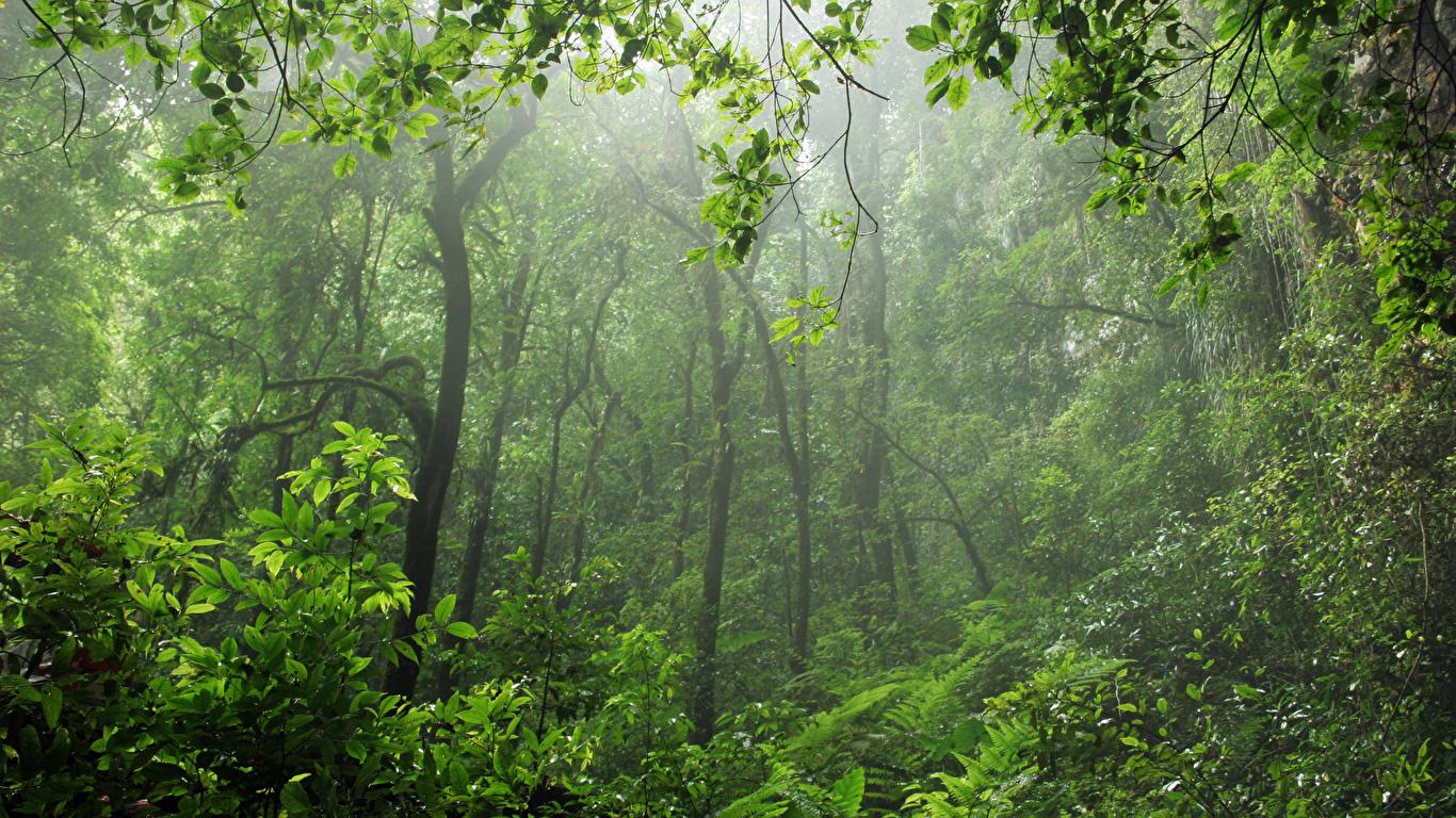 1366x768 Photos Fog Nature forest Branches Trees 1366x768