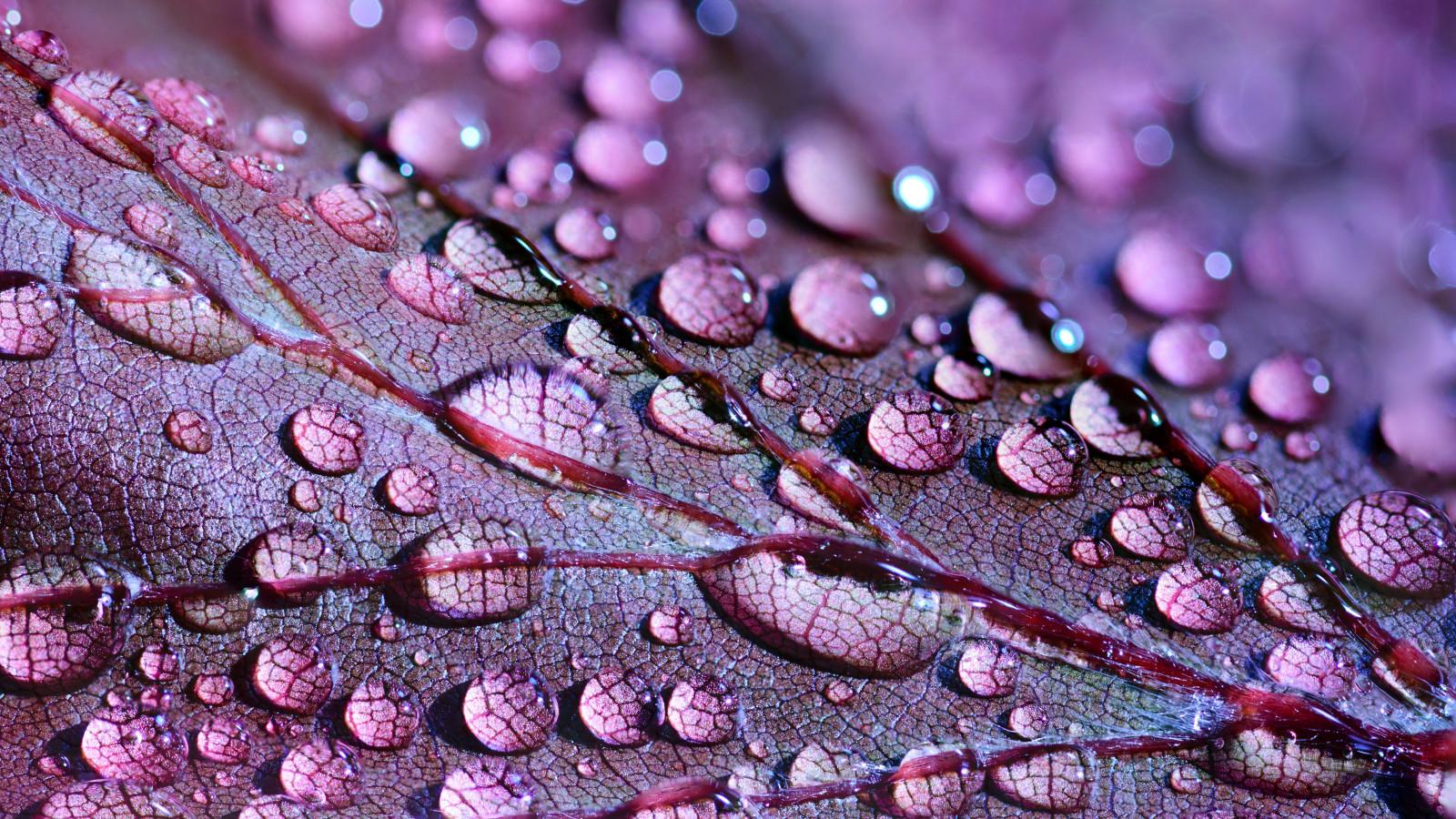 1600x900 Purple Leaf and Water Drops 1600x900