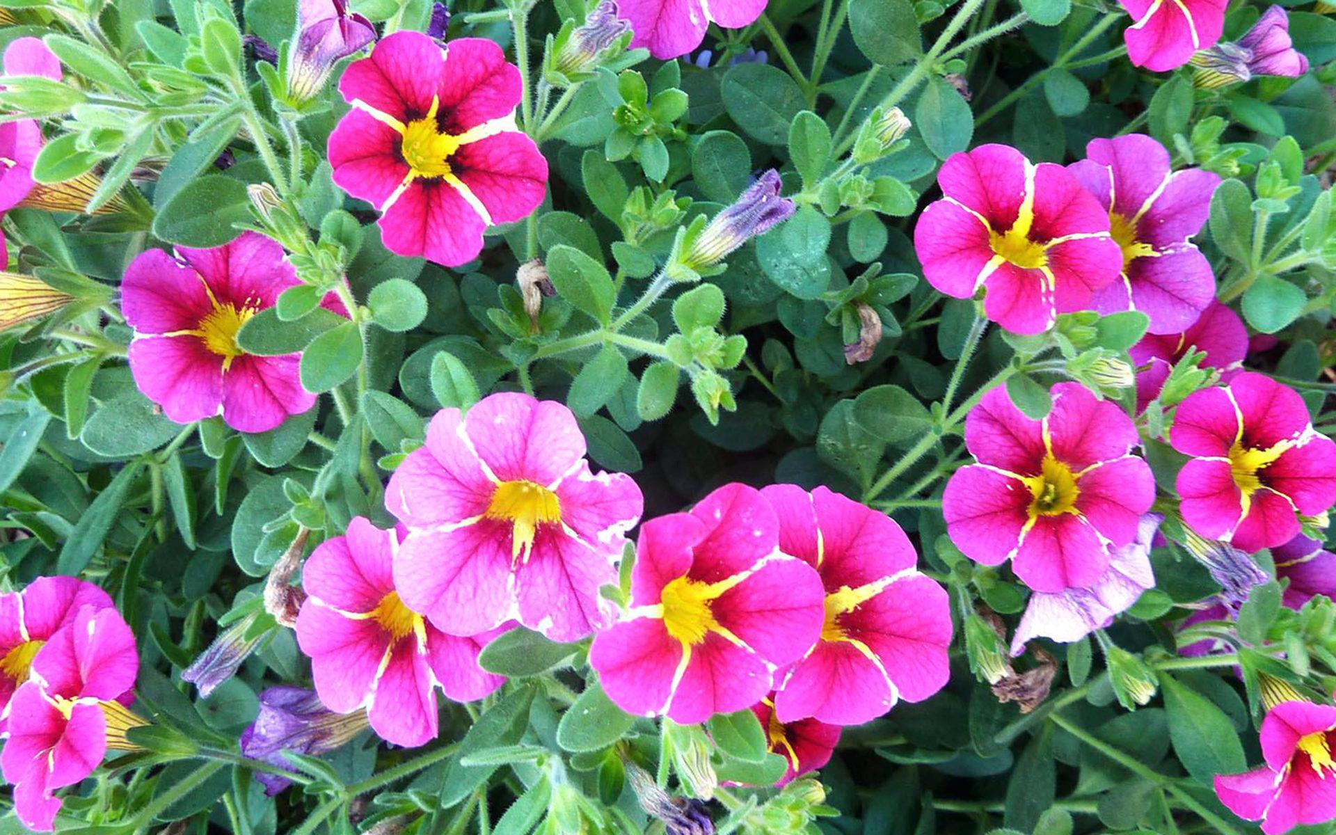 1920x1200 Calibrachoa Plants In The Solanaceae (nightshade) Family Year Old Evergreen Small Petunia Flowers HD Wallpaper For Mobile Phones And Computer 3840x2400 :