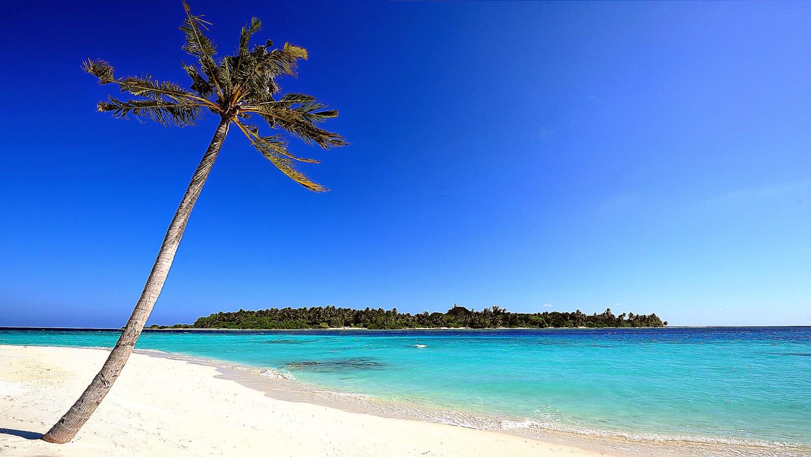 1600x901 Palm Beach. Best Beach Picture