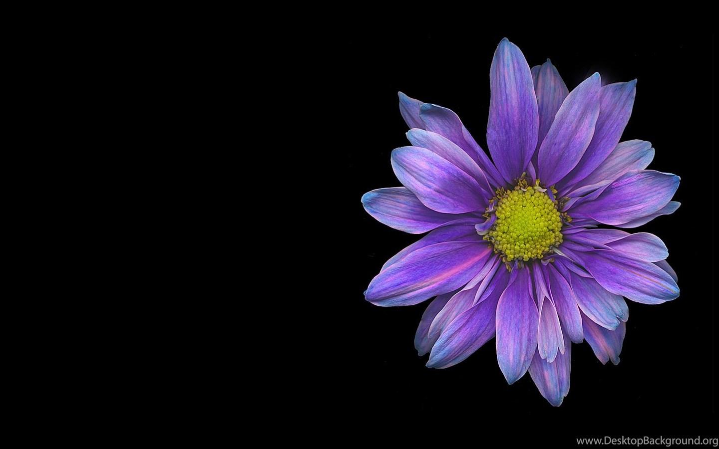 Black Daisy Flower Wallpapers - Top Free Black Daisy Flower Backgrounds ...