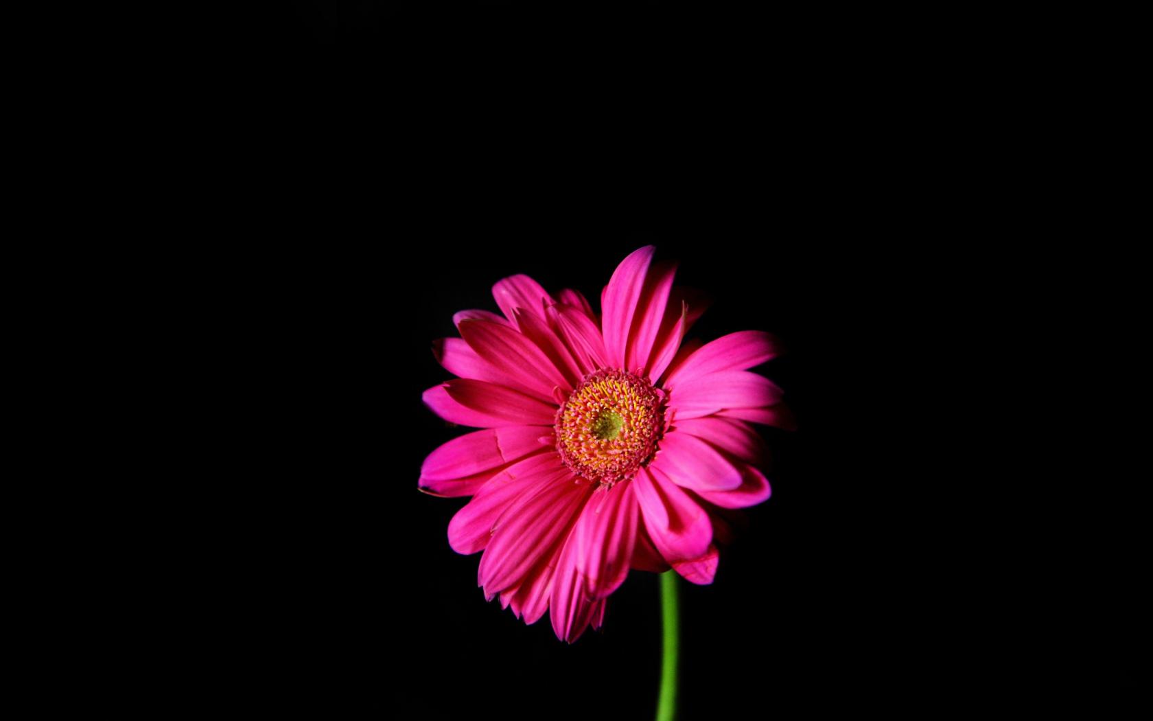 1680x1050 Free download flowers pink daisy black background wallpaper background [3840x2400] for your Desktop, Mobile & Tablet. Explore Pink Daisy Background. Daisy Flower Wallpaper, Pink Daisy Desktop Wallpaper