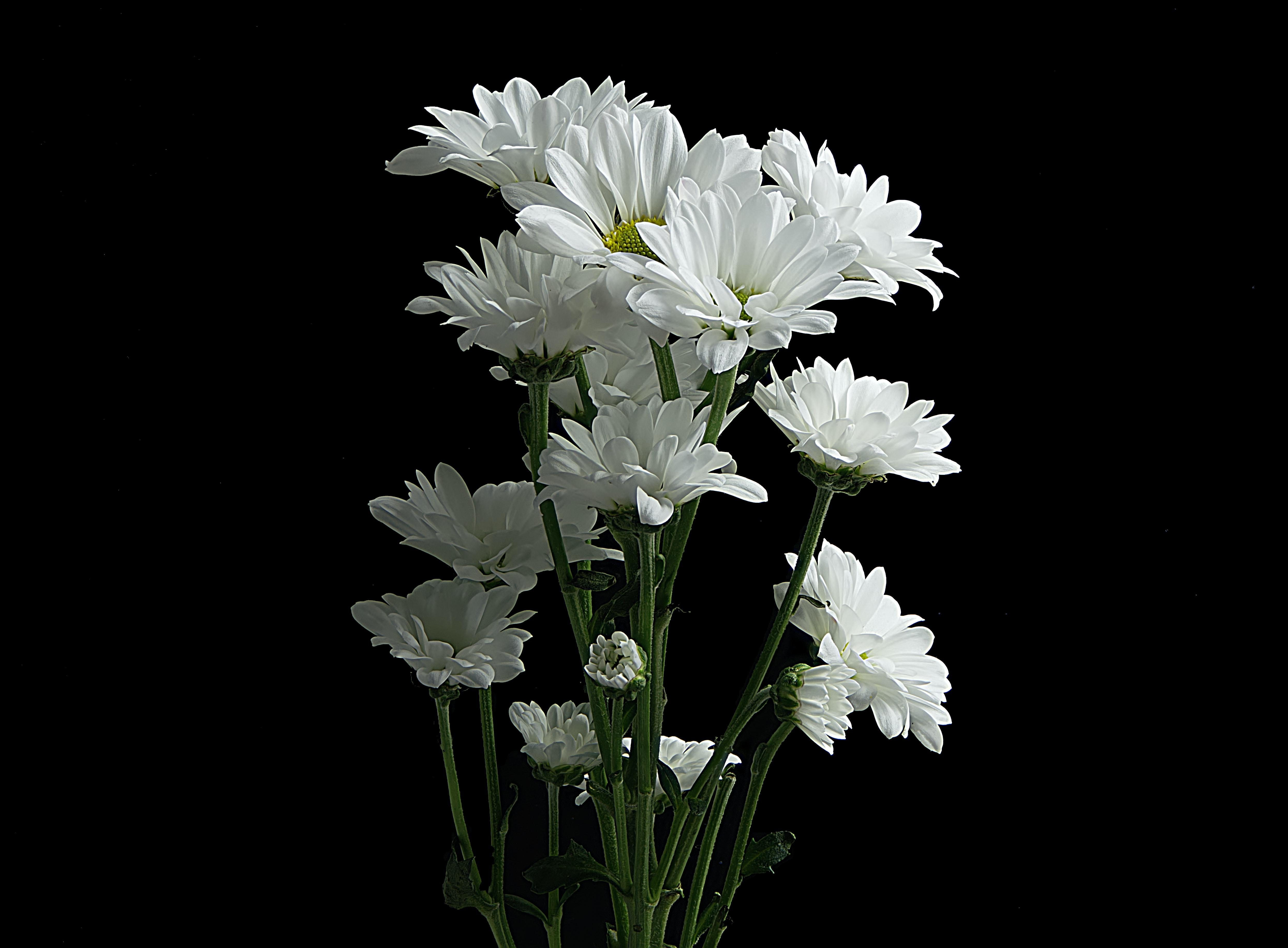Black Daisy Flower Wallpapers - Top Free Black Daisy Flower Backgrounds - WallpaperAccess