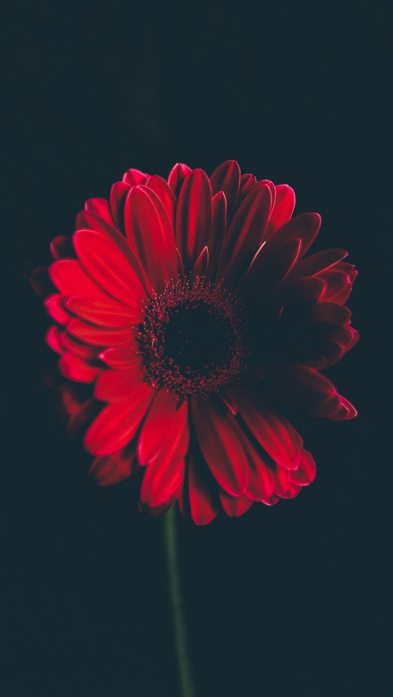 800x1420 Wallpaper Flower, Red, Stem, Bud, Black Background Flower Wallpaper HD