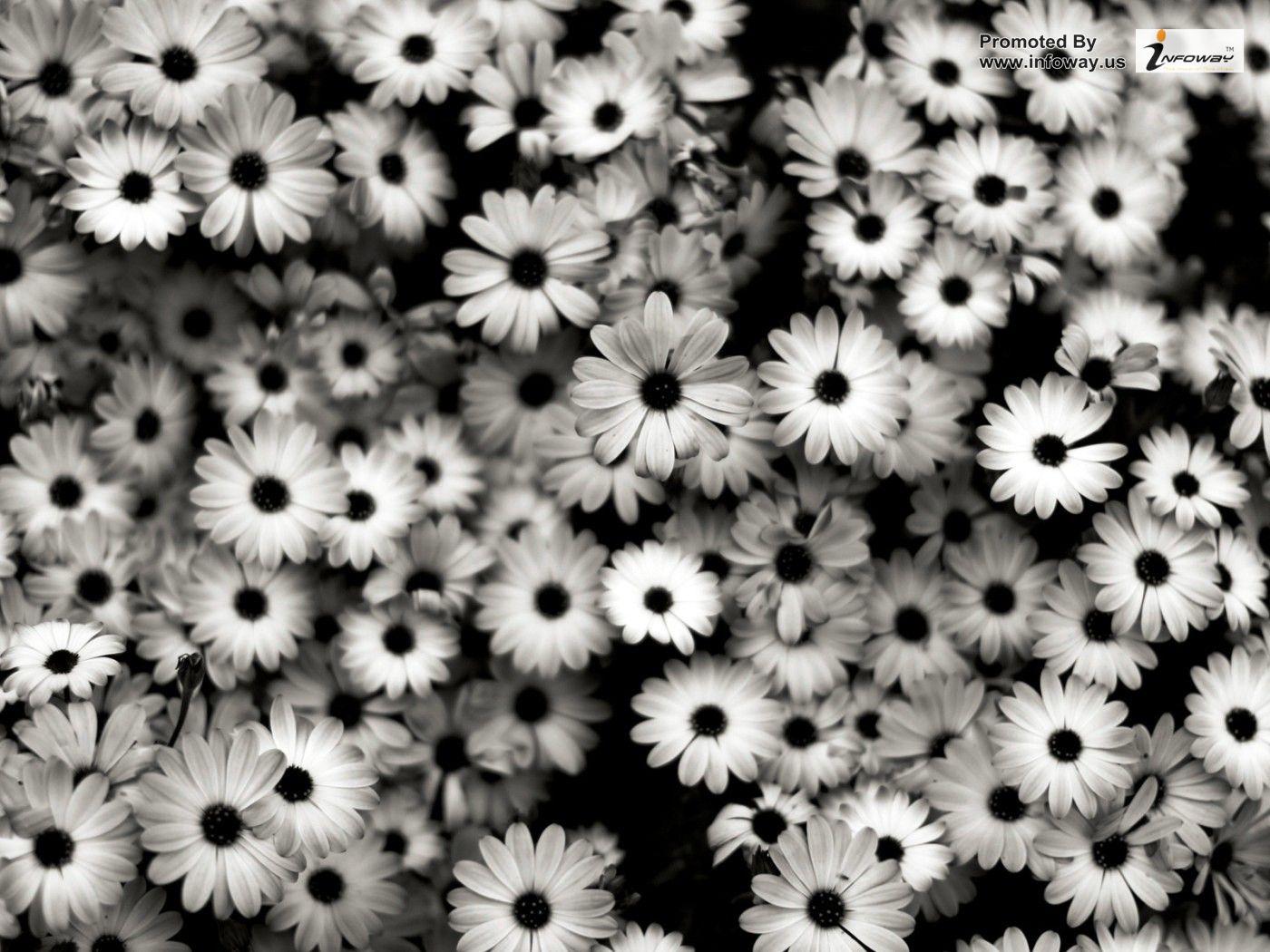 1400x1050 Nature Flowers Black And White Flowers And White Daisy HD Wallpaper
