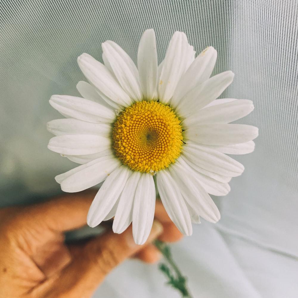 1000x998 White Daisy Picture. Download Free Image