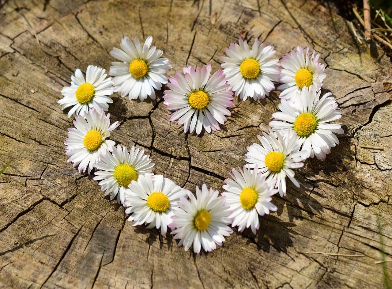 1280x943 Valentine's Day Wallpaper Everyone Will Fall In Love With To Radiance