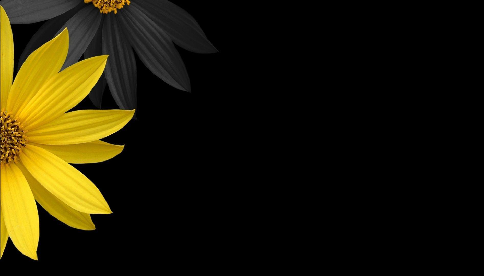 1895x1080 Yellow Flower Wallpaper