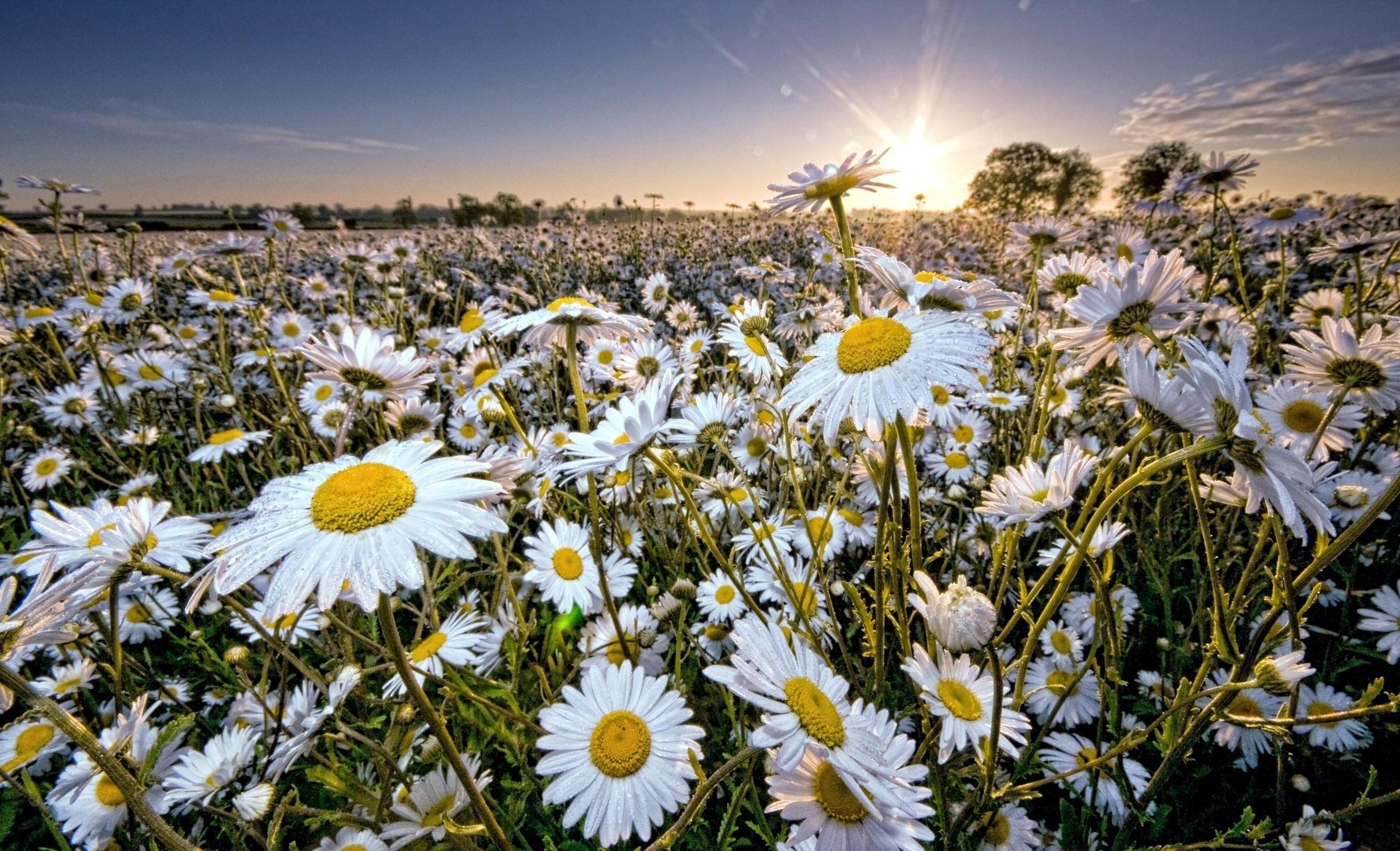2600x1580 Daisy, Field, Sun, Rays, Sky wallpaper. Mocah HD Wallpaper