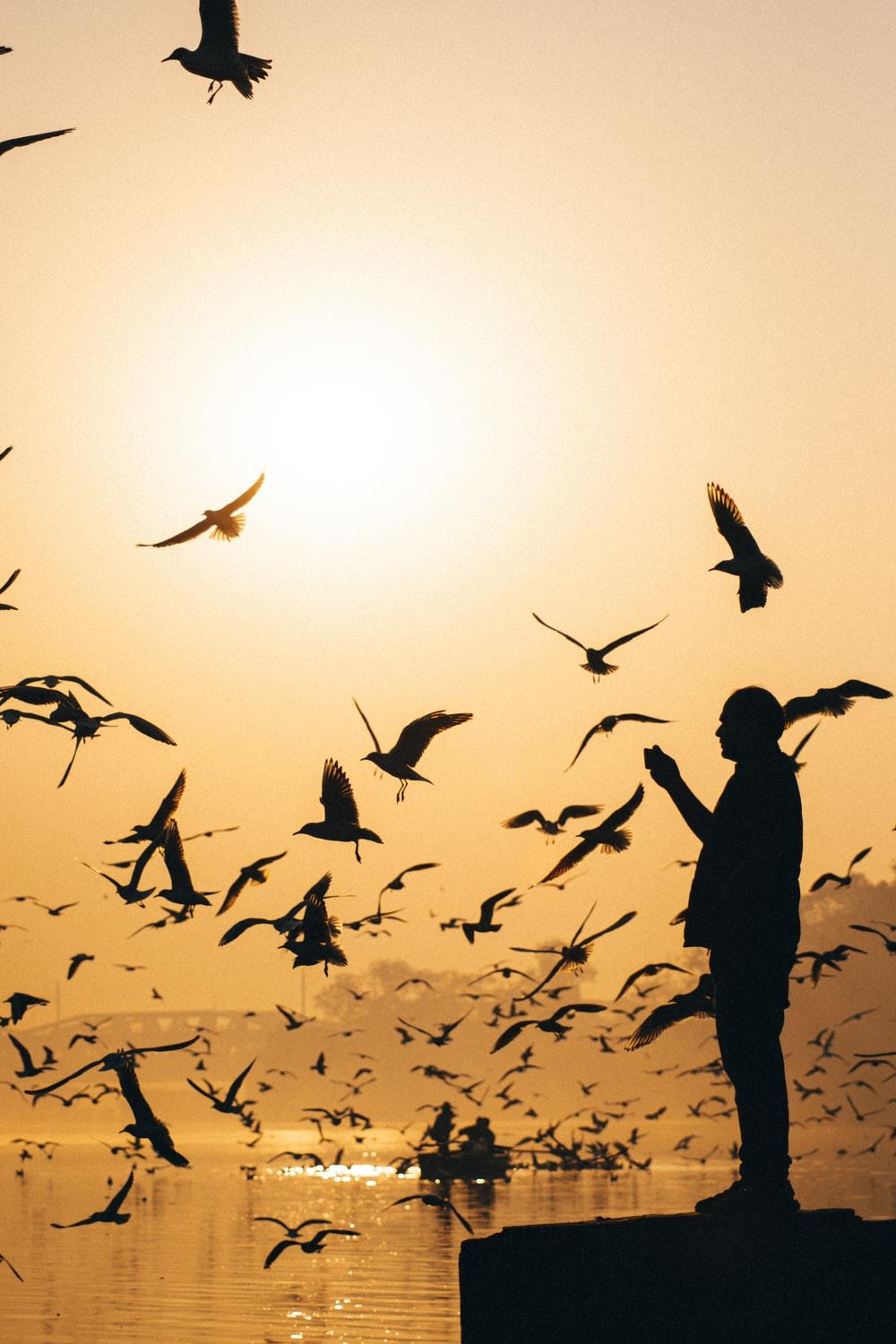 1000x1500 Birds Silhouette Picture. Download Free Image