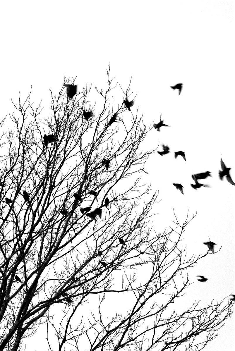 803x1200 Art Bird Birds Black Black And White Black Birds Favim Com 1920×1200 Black And White Bird Wallpap. Flying bird silhouette, Bird silhouette, Black and white birds