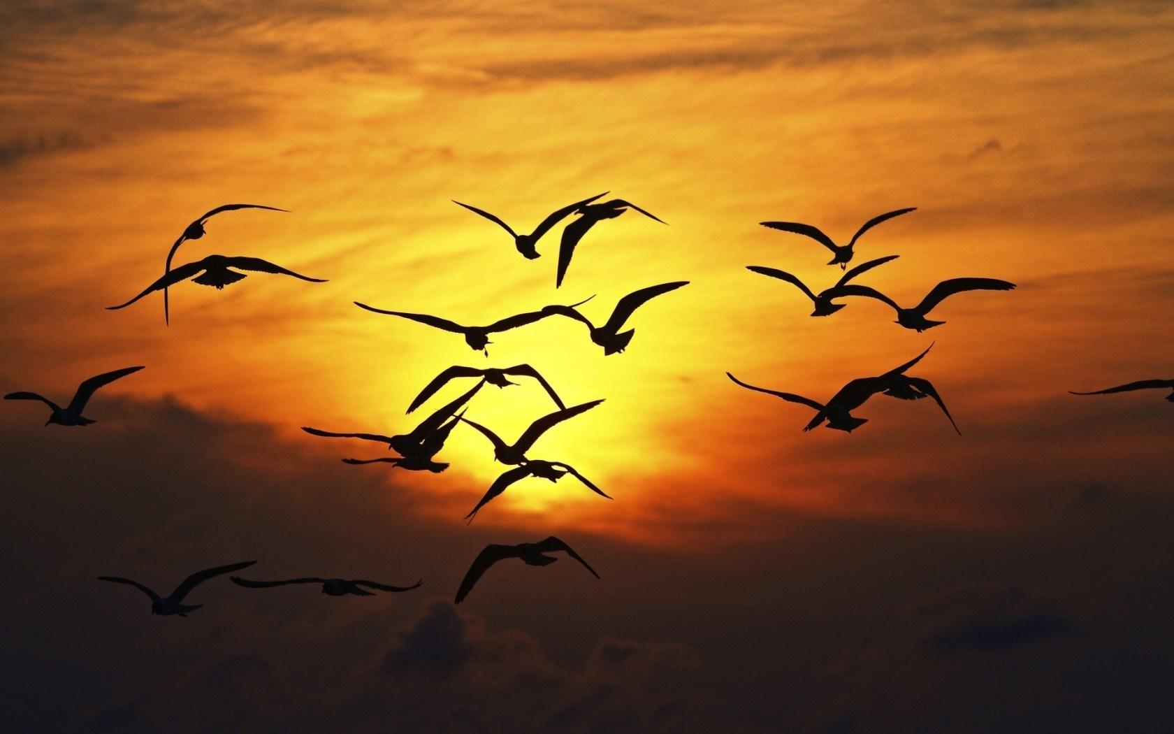 1680x1050 Birds Silhouette Sunset Wallpaper 49053 1680x1050px
