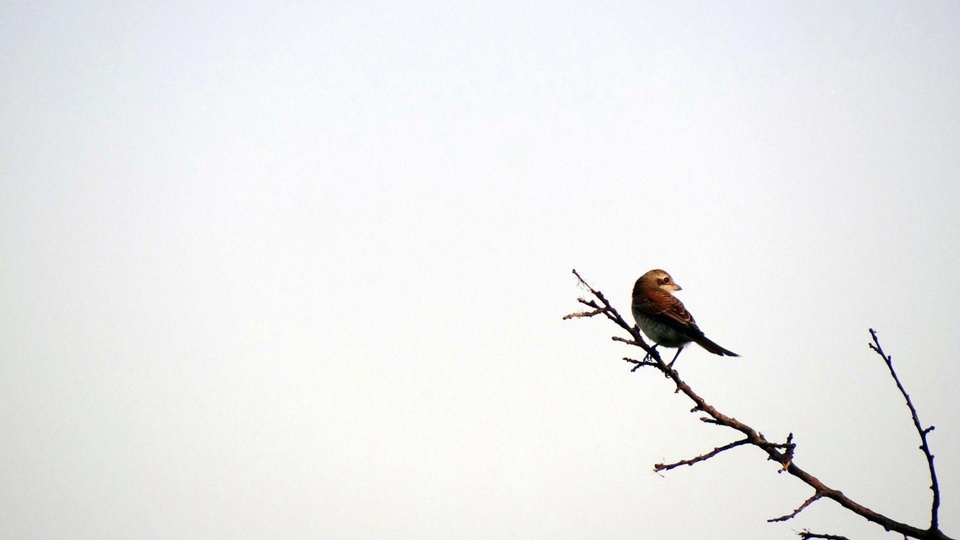 1920x1080 Bird Silhouette Wallpaper